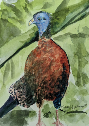 Aviary 1