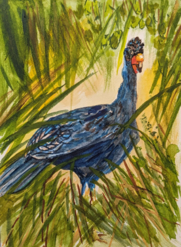 Aviary 5