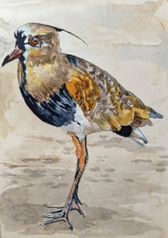 Aviary 6