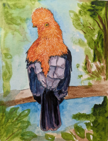 Aviary 7